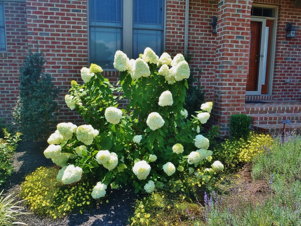 Weavers Plant Favorites by Weavers Landscape Company - Photo 5