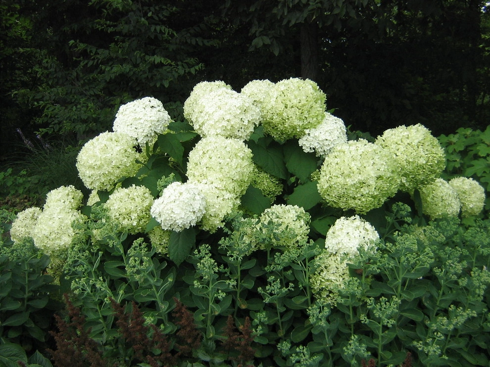 Weavers Plant Favorites by Weavers Landscape Company - Photo 13