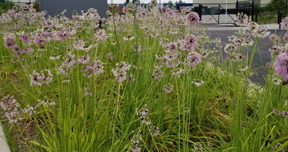 Native Plantings by Weesies Bros. Garden Centers & Landscaping - Photo 2