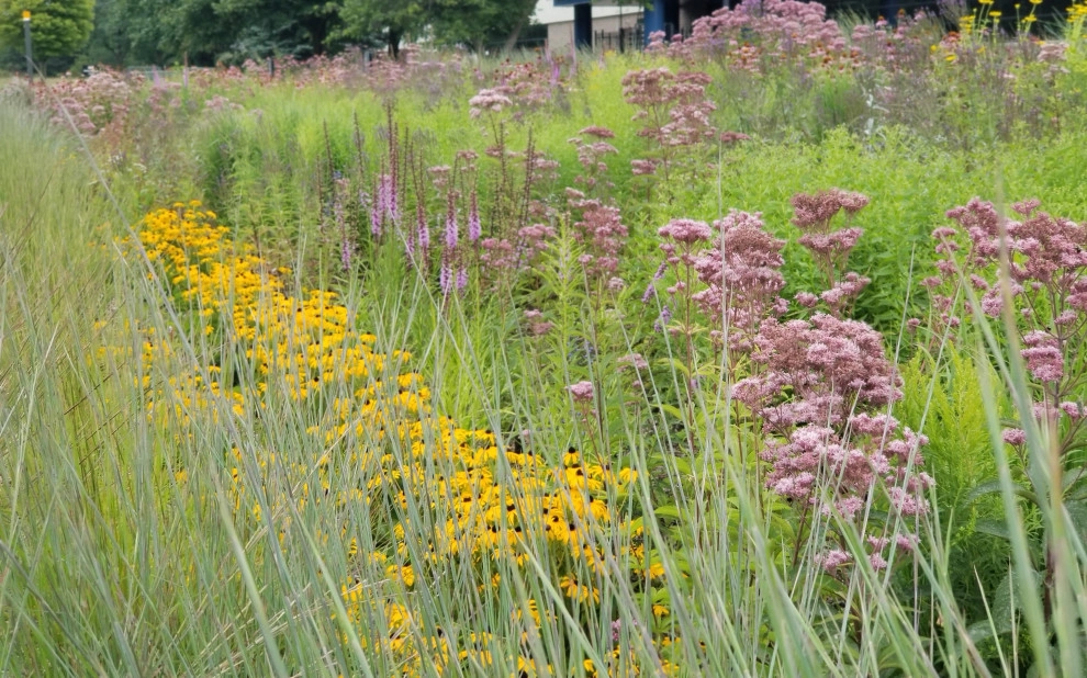 Native Plantings by Weesies Bros. Garden Centers & Landscaping - Photo 6