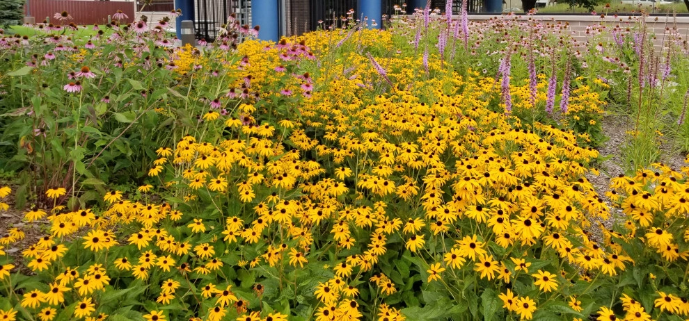Native Plantings by Weesies Bros. Garden Centers & Landscaping - Photo 4