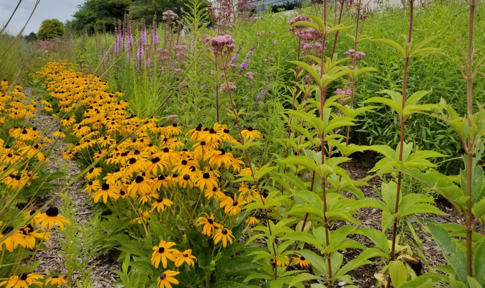 Native Plantings by Weesies Bros. Garden Centers & Landscaping - Photo 3