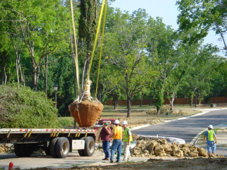 Western Landscape Maintenance Plus - Photo 8