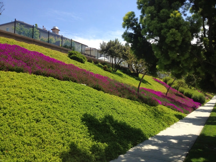 Western Landscape Maintenance Plus - Photo 5