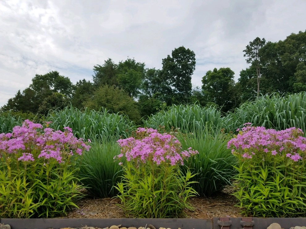 Native and Pollinators by Wilson's Natural Landscaping, LLC - Photo 3