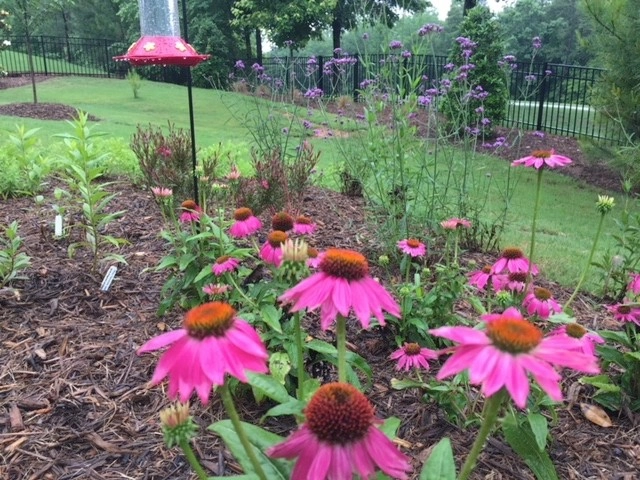 Native and Pollinators by Wilson's Natural Landscaping, LLC - Photo 4