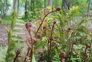 Woodland Project by Wilson's Natural Landscaping, LLC - Photo 2