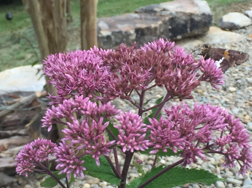 WHO IS READY FOR SPRING? by Wilson's Natural Landscaping, LLC - Photo 3