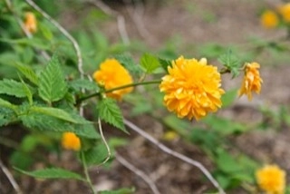 Woodland Project by Wilson's Natural Landscaping, LLC - Photo 5