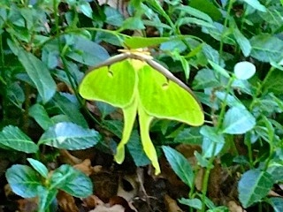 Woodland Project by Wilson's Natural Landscaping, LLC - Photo 4