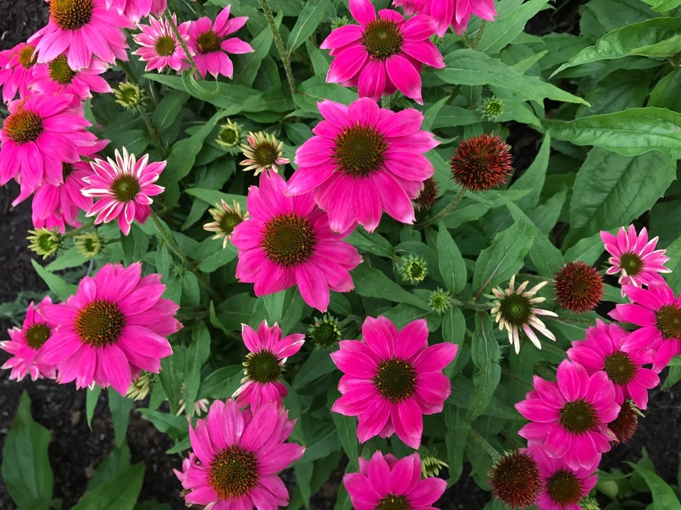 Moongate perennial garden by Winland's Complete Landscaping Service - Photo 5