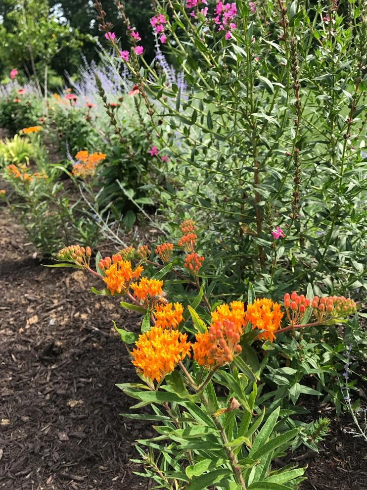Moongate perennial garden by Winland's Complete Landscaping Service - Photo 3