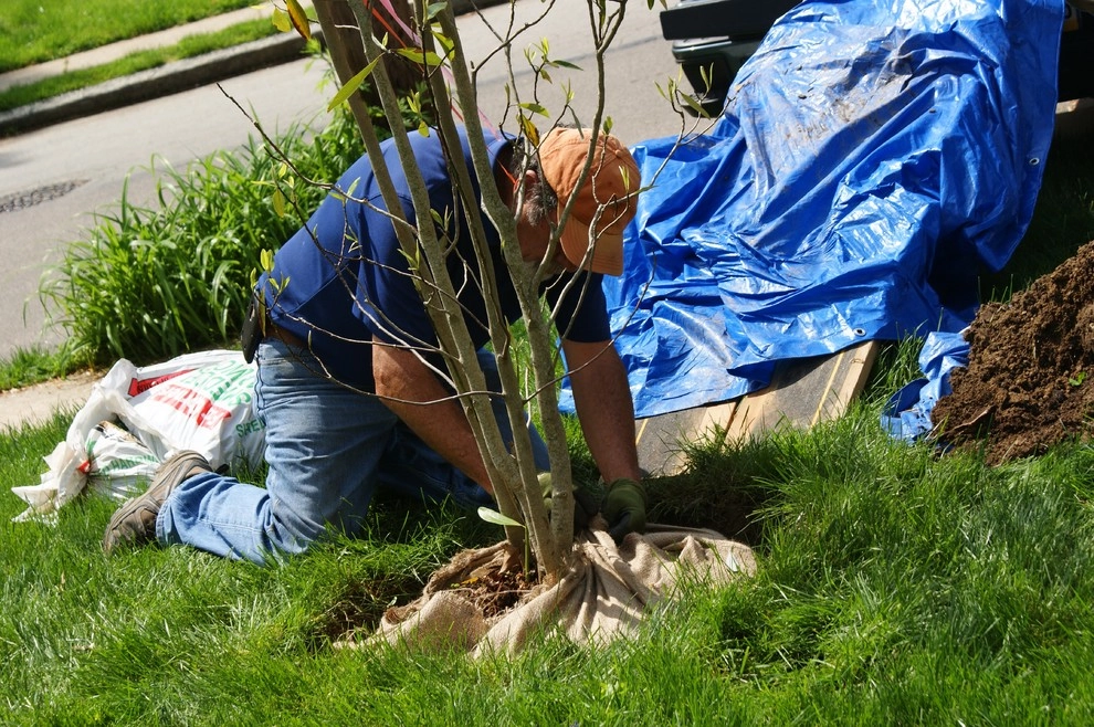 Tree Planting Project by YouBuyWePlant, LLC - Photo 7