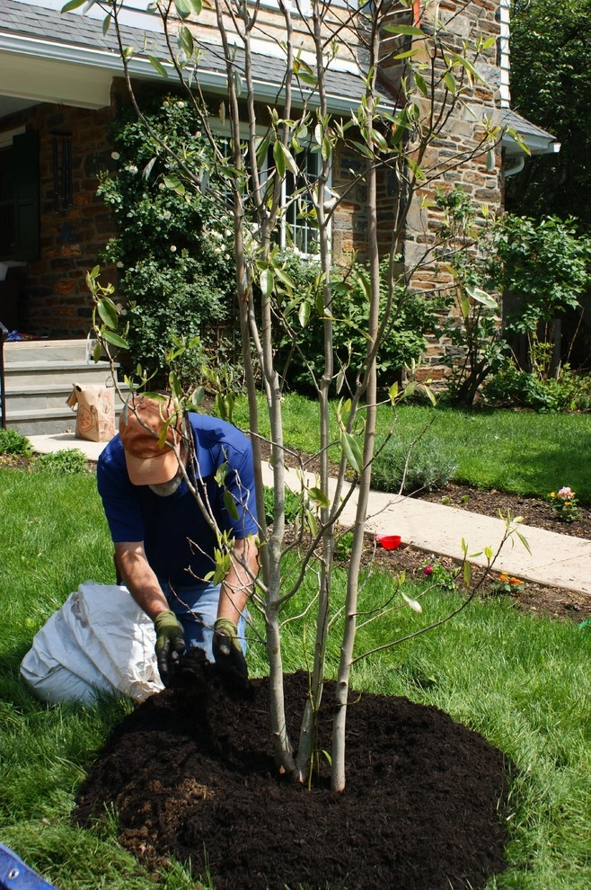 Tree Planting Project by YouBuyWePlant, LLC - Photo 6
