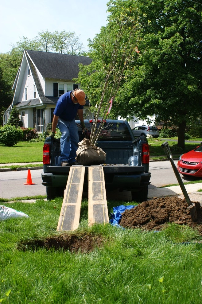 Tree Planting Project by YouBuyWePlant, LLC - Photo 5
