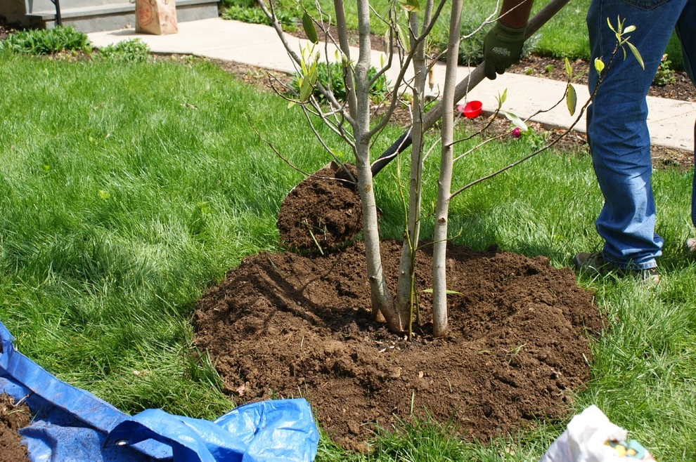 YouBuyWePlant, LLC - Photo 14