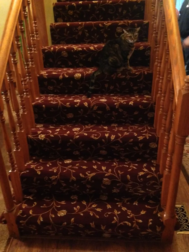 Rug by Design Network Carpets Plus Colortile - Photo 4