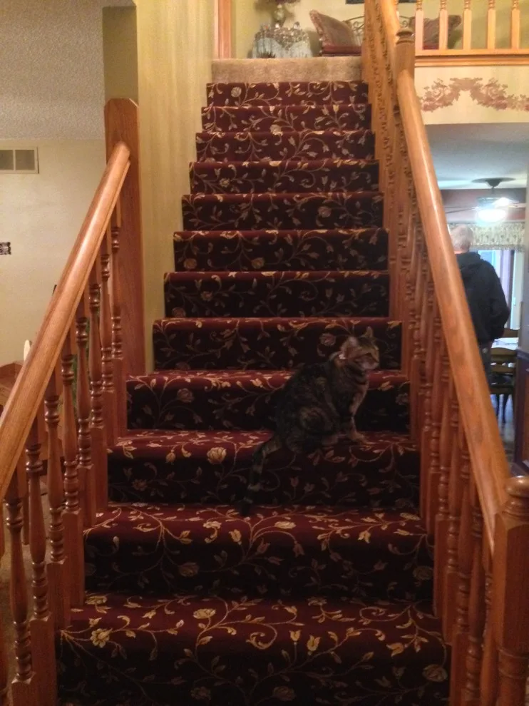 Rug by Design Network Carpets Plus Colortile - Photo 3