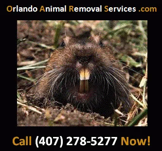 Orlando Animal Removal Services - Photo 3