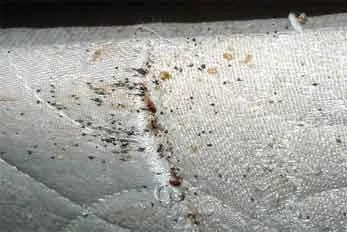 Sound Pest Solutions - Photo 6