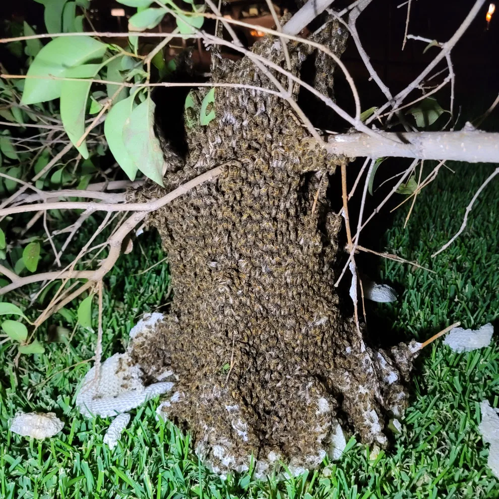 BeeSmart Bee Removal - Photo 10