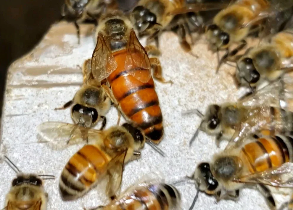 BeeSmart Bee Removal - Photo 8