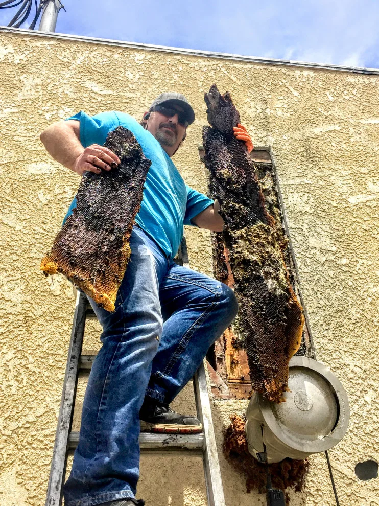 BeeSmart Bee Removal - Photo 11