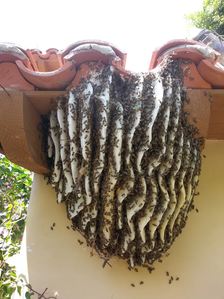 Bee Extraction Service by BeeSmart Bee Removal - Photo 10