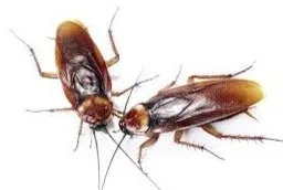 Sound Pest Solutions - Photo 9