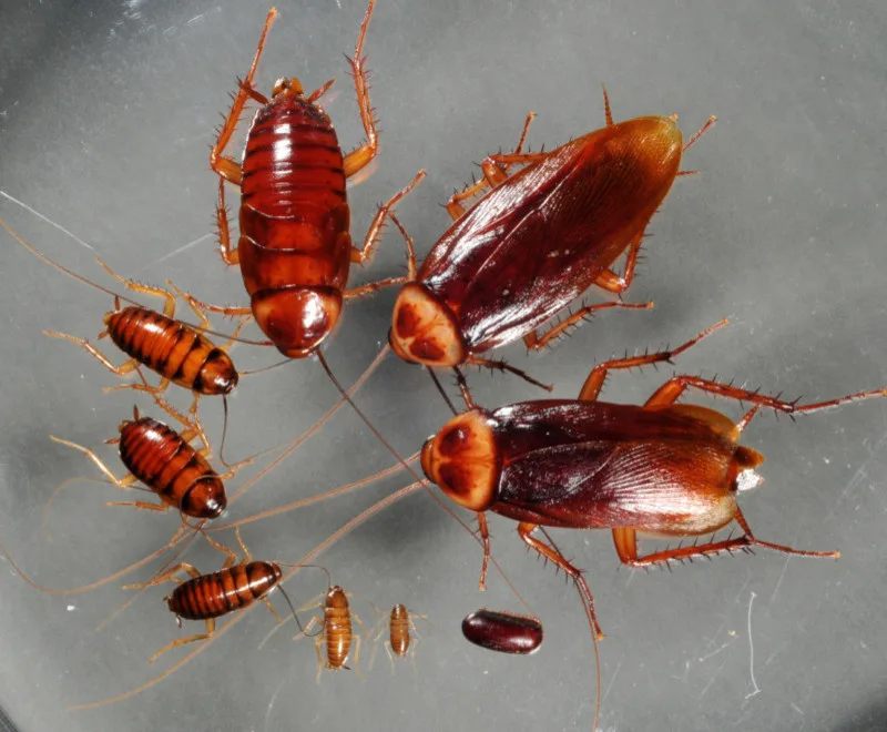 Sound Pest Solutions - Photo 7