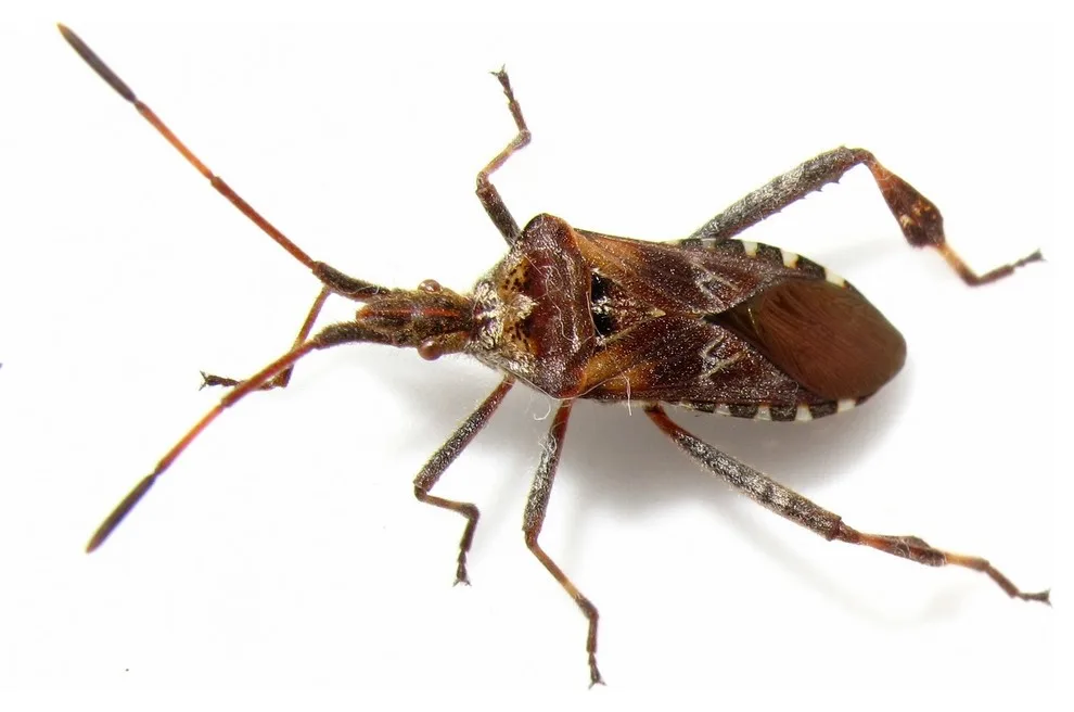 Modern Pest Control - Photo 3