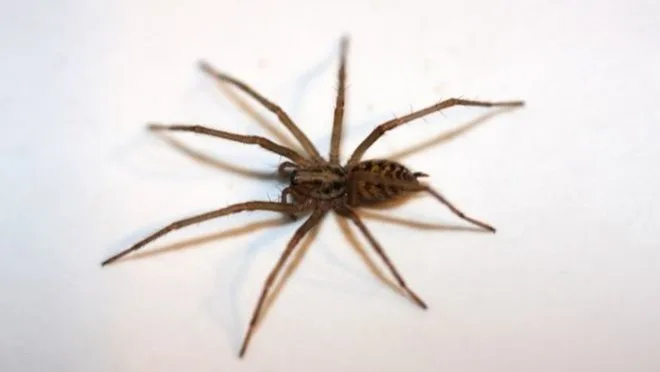 Modern Pest Control - Photo 7