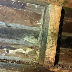 Termike Pest Control - Photo 13