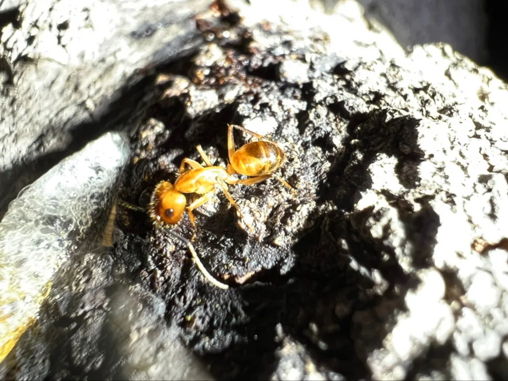 Nappkn Pest And Home Services - Photo 3