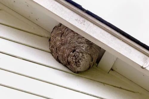 Syracuse Pro Pest Service - Photo 3