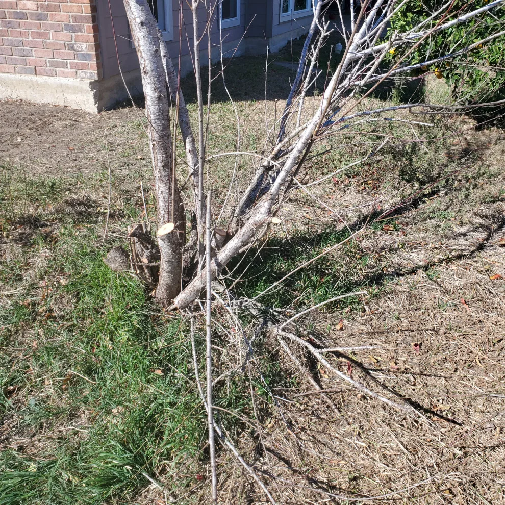 Tornado Pest Control LLC - Photo 7