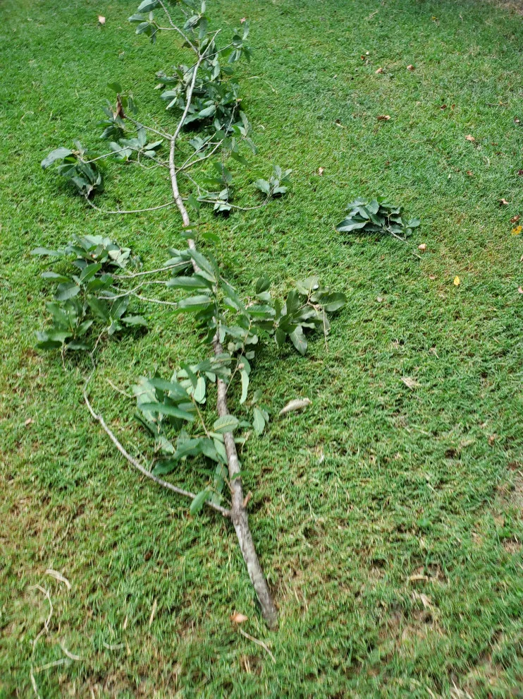 Tornado Pest Control LLC - Photo 8