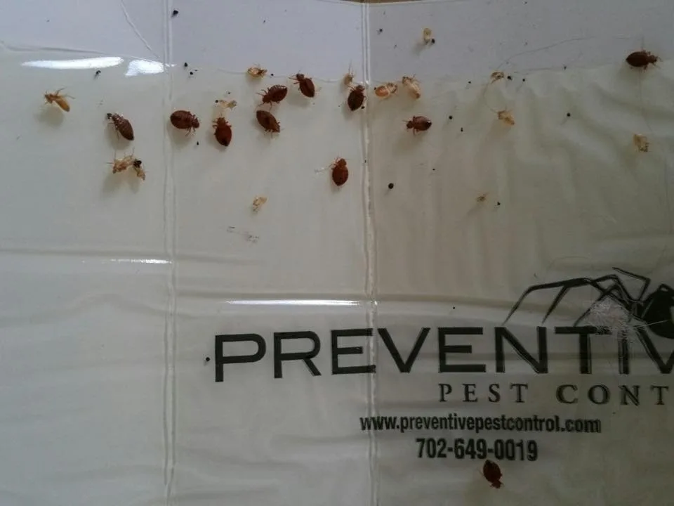 Preventive Pest Control - Las Vegas - Photo 7