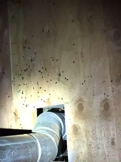 Parker Eco Pest Control Seattle - Photo 4