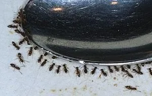 Sound Pest Solutions - Photo 2