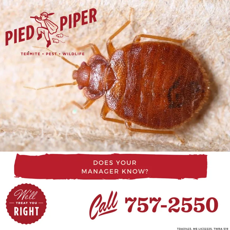 Pied Piper Pest Control, Inc - Photo 5