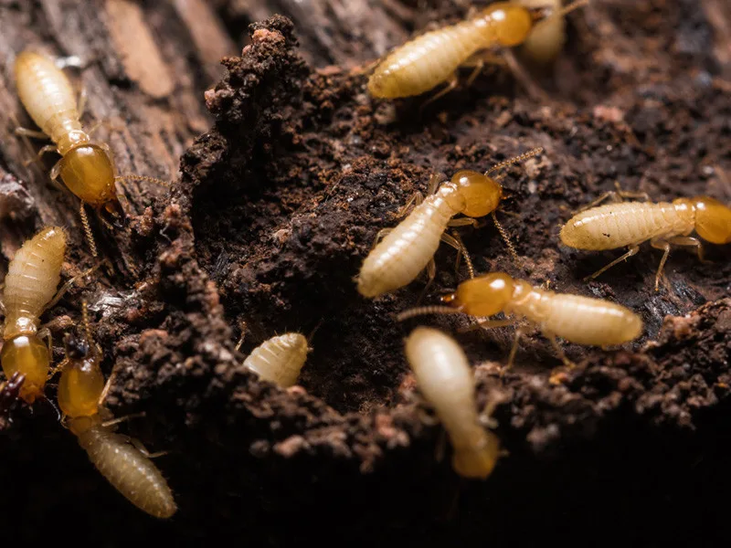 Allied Termite & Pest Control Inc - Photo 2