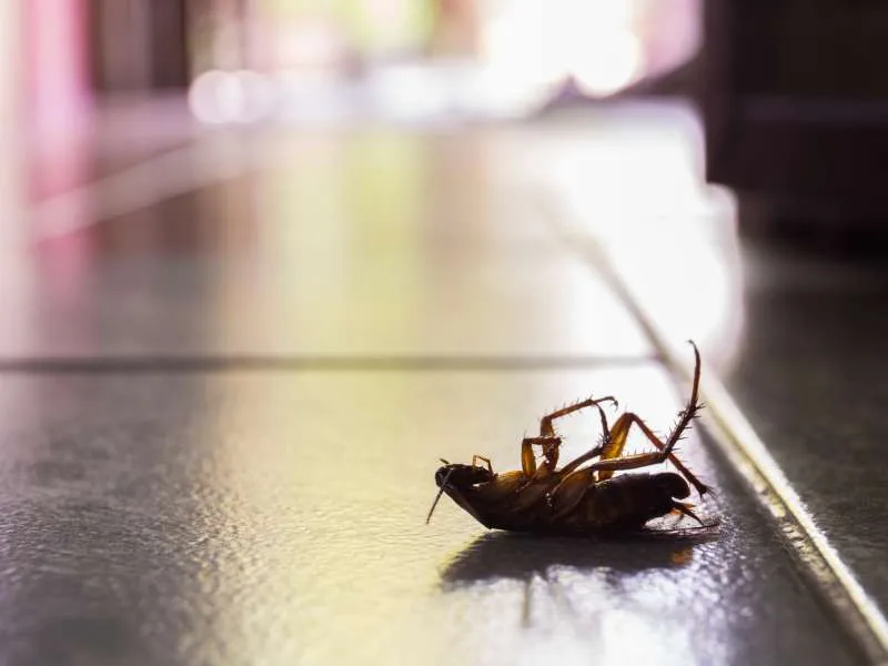 Allied Termite & Pest Control Inc - Photo 5