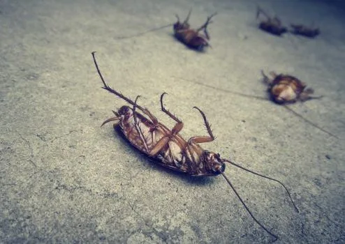 Binghamton Pest Removal Team - Photo 3
