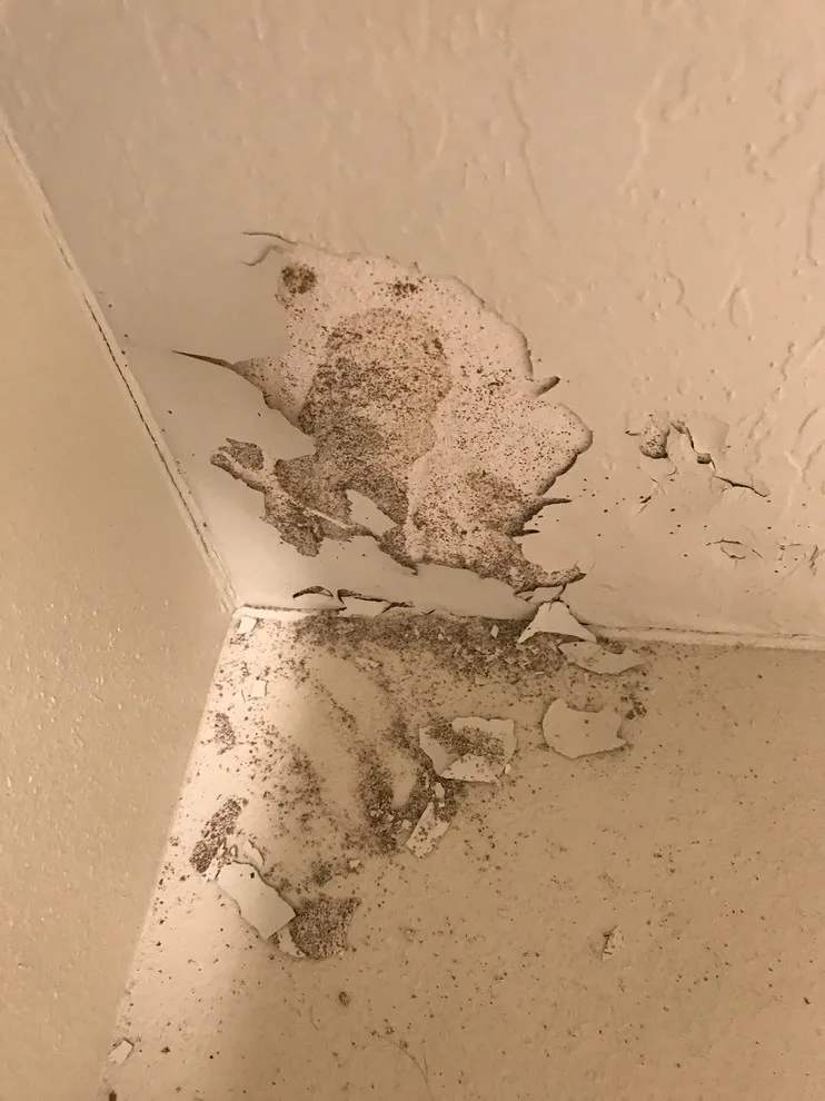 Pest Management by ChemTec Pest Control, LLC - Photo 3