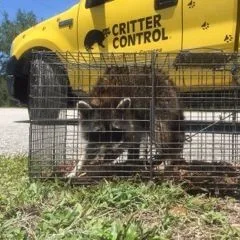 Critter Control Of Southwest Florida - Photo 3