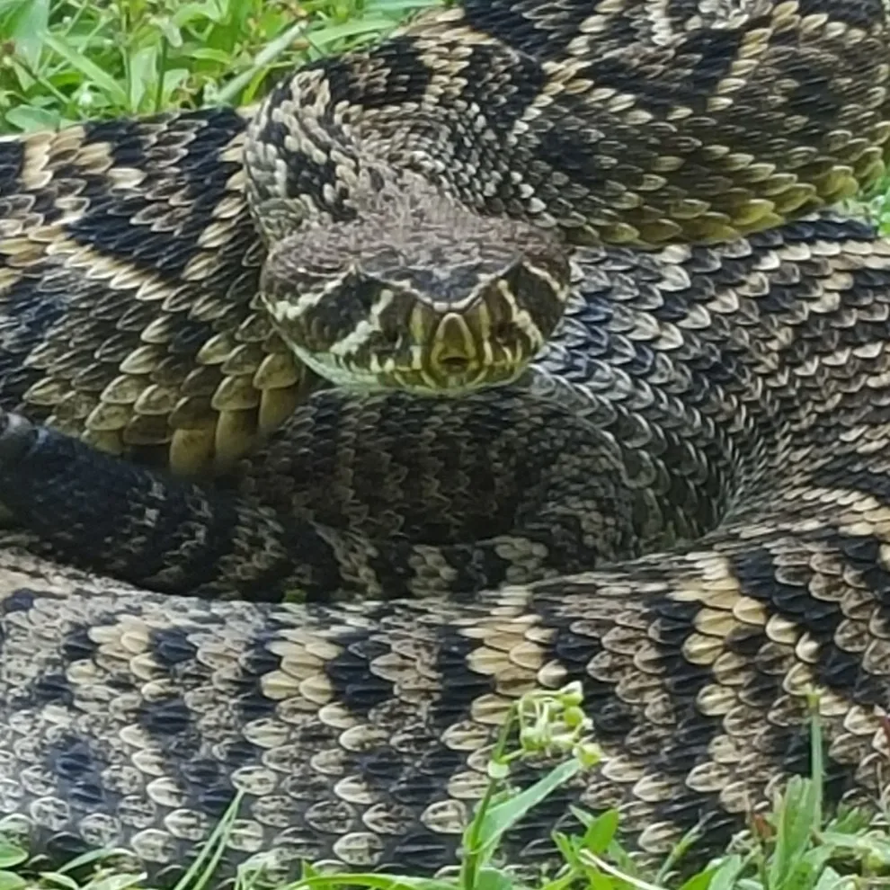 Critter Control Of Southwest Florida - Photo 4