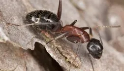 Yale Termite & Pest Elimination Corp - Photo 7