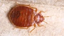 Yale Termite & Pest Elimination Corp - Photo 8