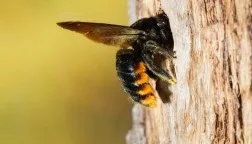 Yale Termite & Pest Elimination Corp - Photo 3